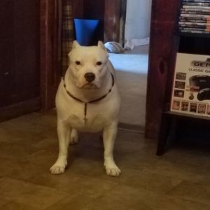 Meet your Posher, Mark